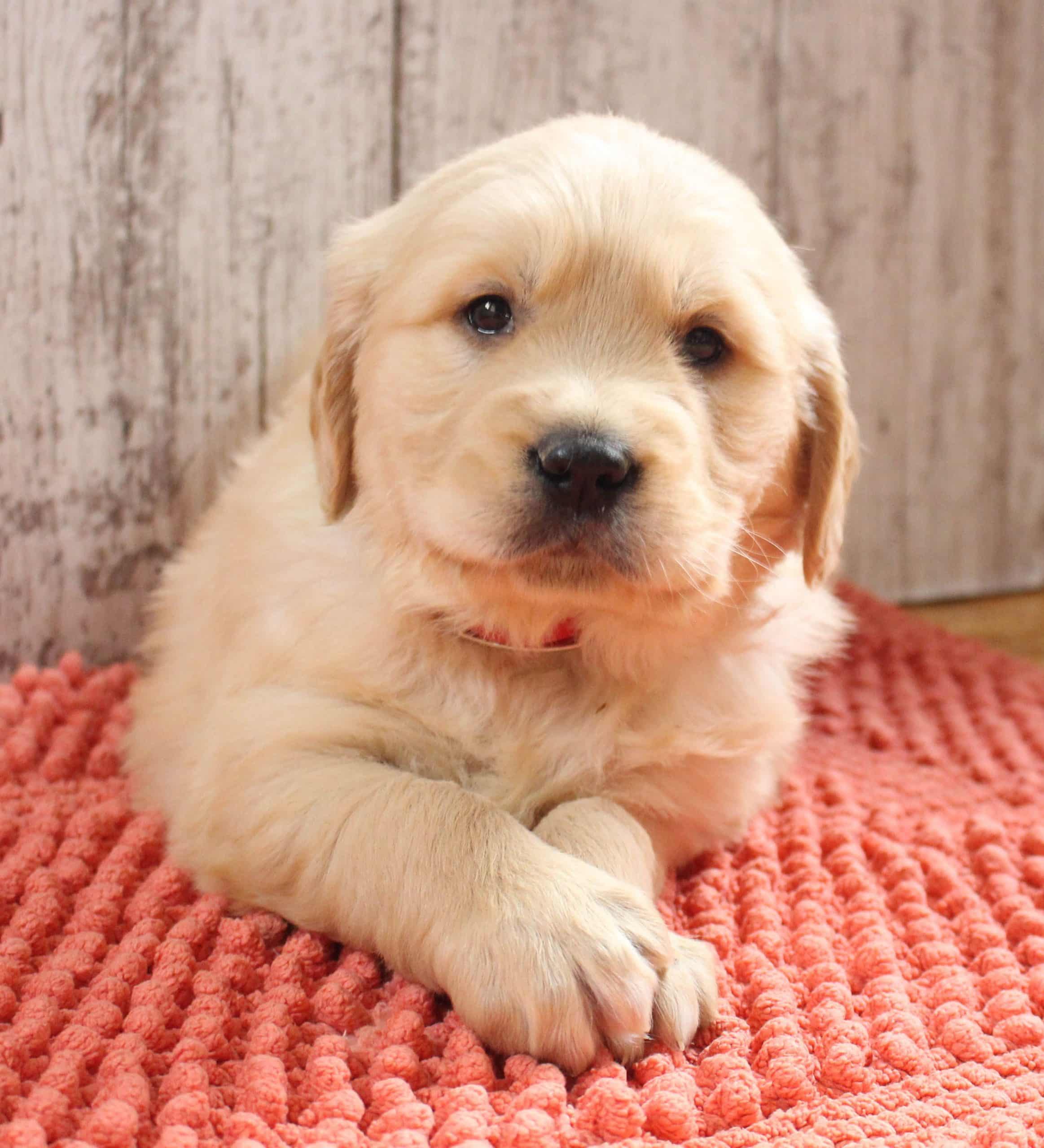 36 Best Photos English Retriever Puppy Near Me : Golden Retriever puppy ...