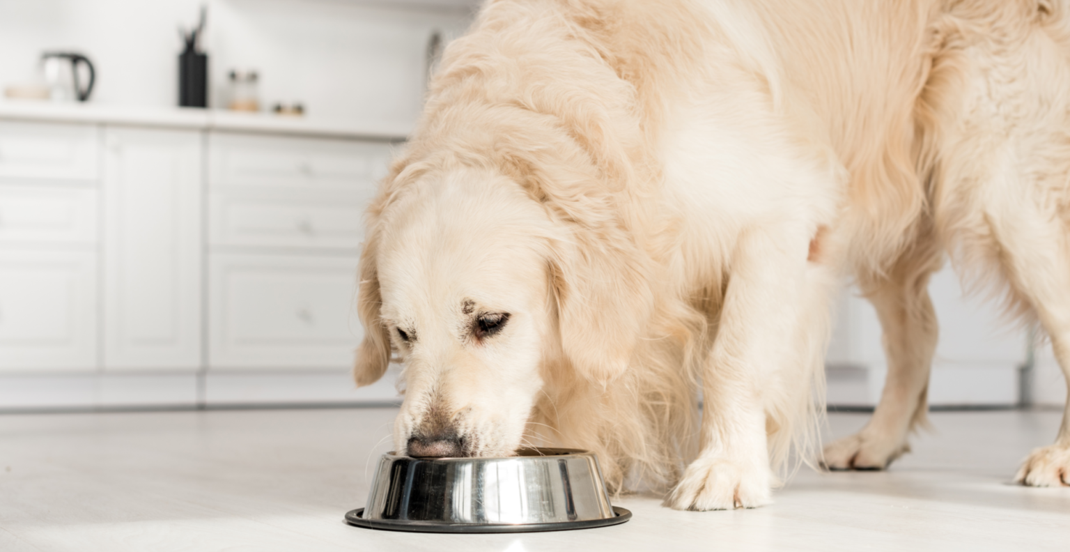 5 Best Dog Foods for Golden Retrievers
