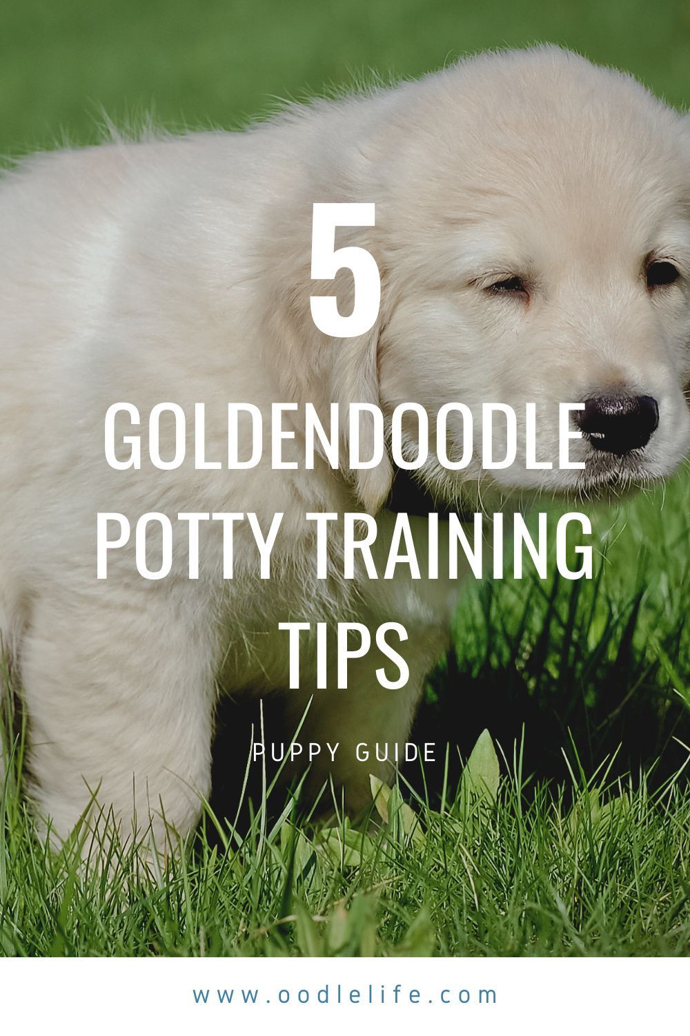 5 Goldendoodle Potty Training Tips