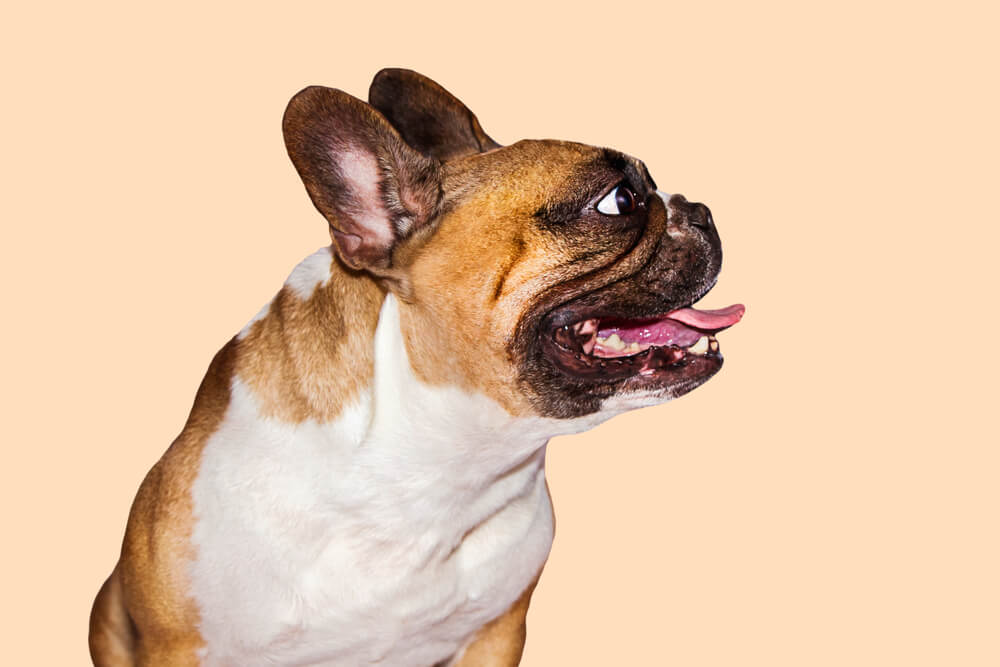 7 Easiest Dog Breeds To Train