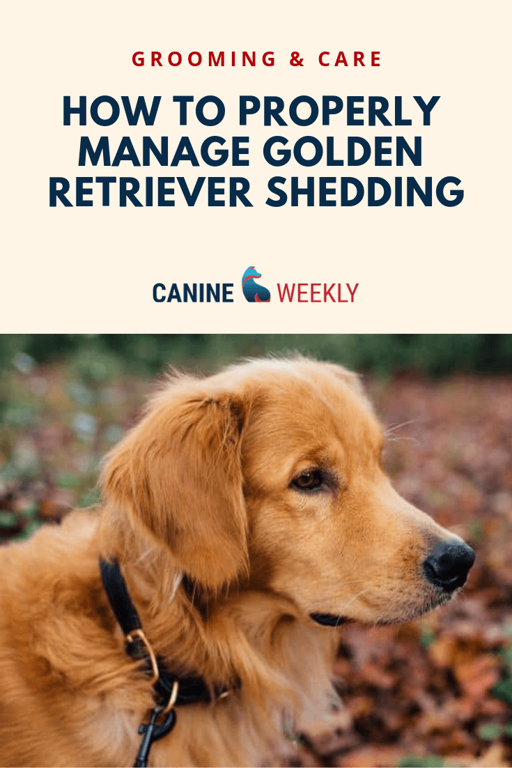 7 Ways to Manage Golden Retriever Shedding