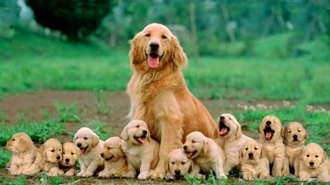 8 Mom & Babies Golden Retriever Photos That Will Make Your ...