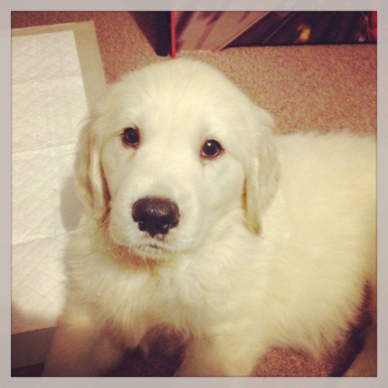 8 week old Golden Retriever Puppy for sale.