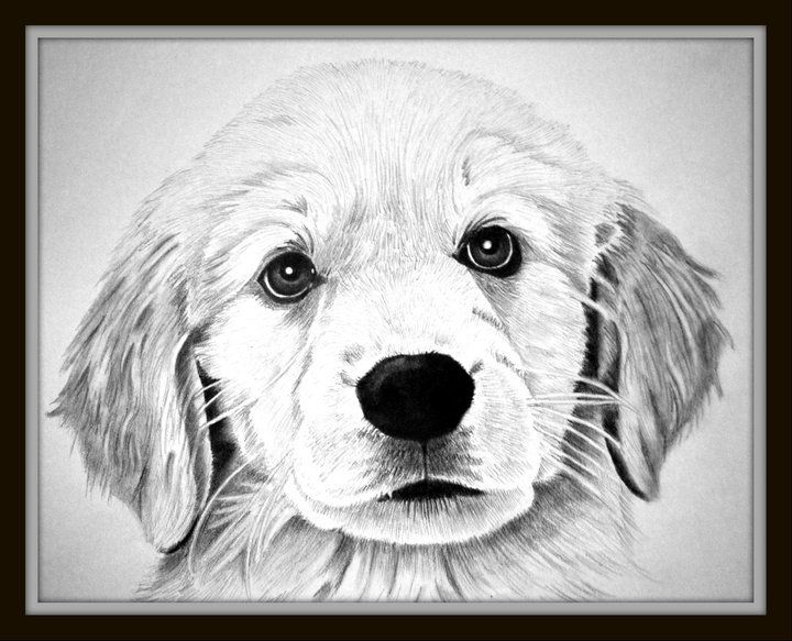 8x10 Golden Retriever Puppy (With images)