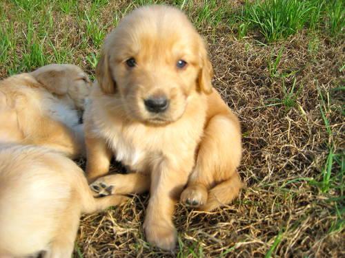 AKC Golden Retriever Puppies for sale for Sale in Jacksonville, Florida ...
