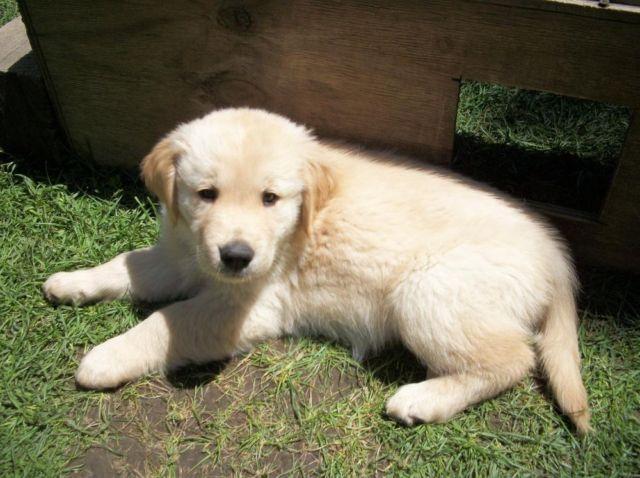 AKC Golden Retriever puppies for Sale in Shirley, Massachusetts ...