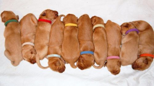 AKC Golden Retriever puppies for sale!! Would LOVE to have ...