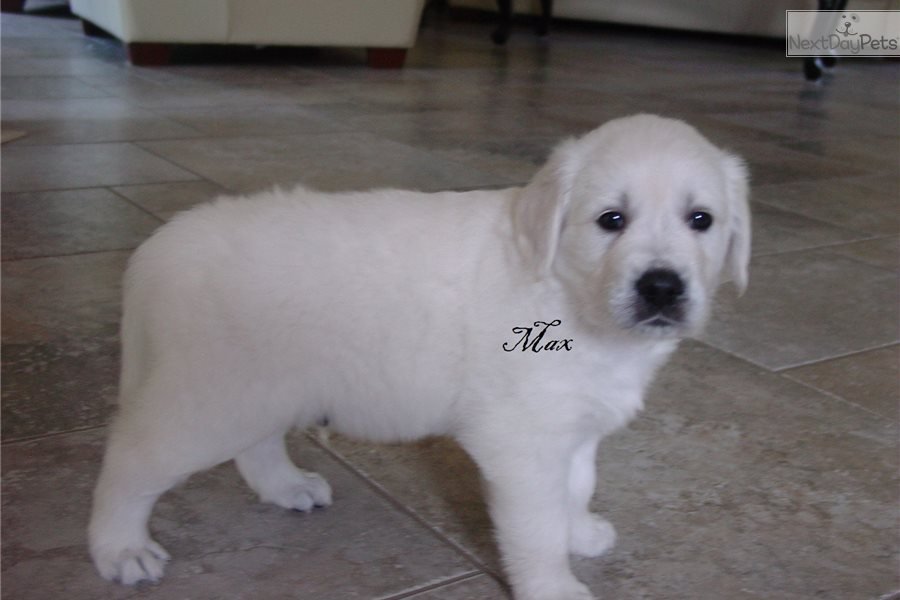 Akc Max: English Golden Retriever puppy for sale near ...