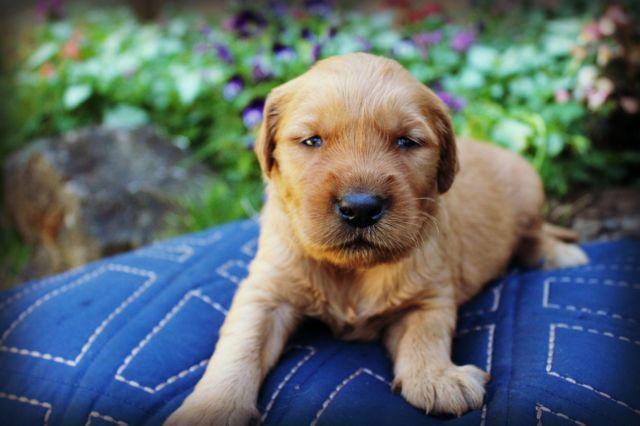 ~*~AKC Red Golden Retriever Puppies~*~ for Sale in Portland, Oregon ...