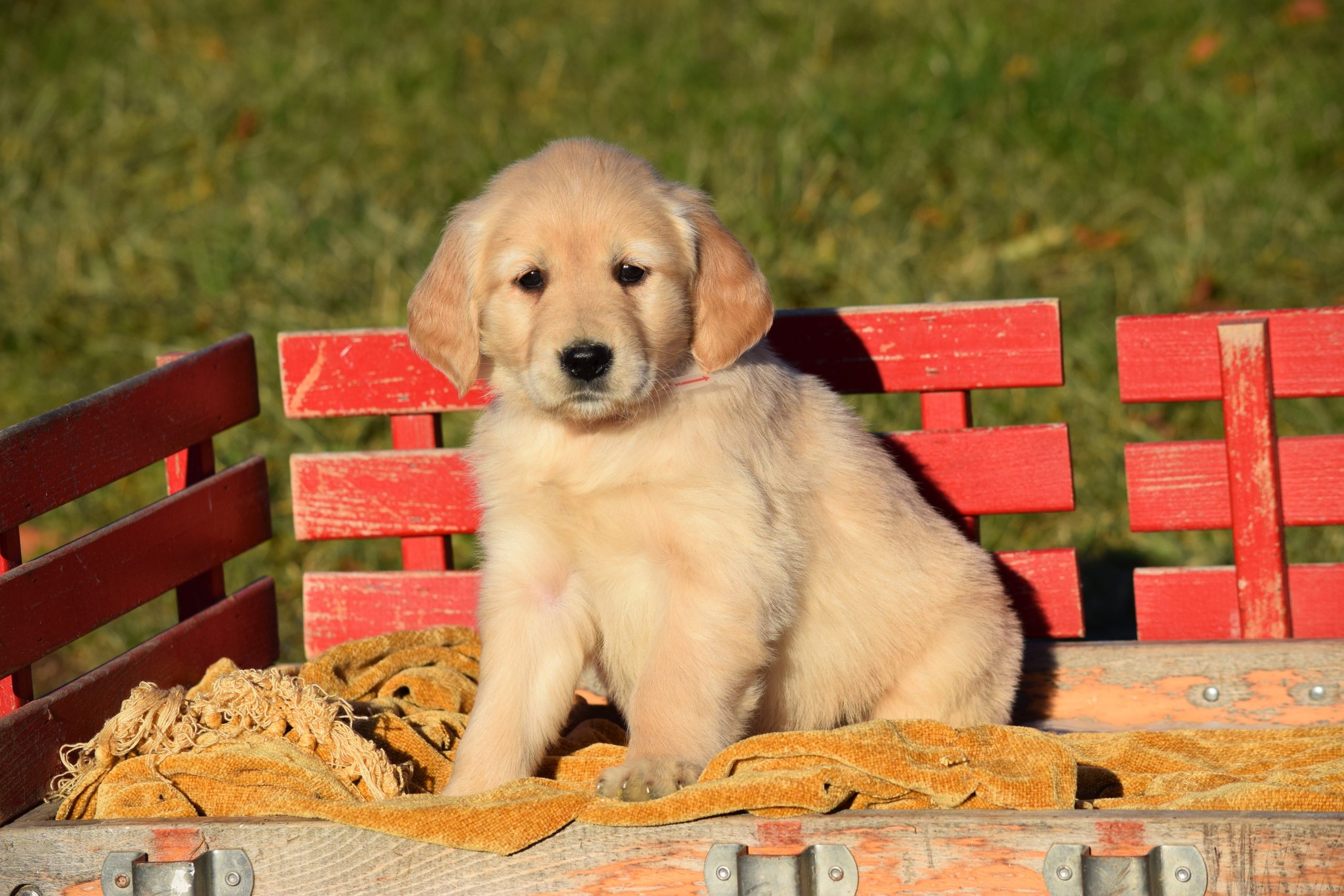 AKC Registered Golden Retriever Puppy For Sale Female Abbey Millersbur ...