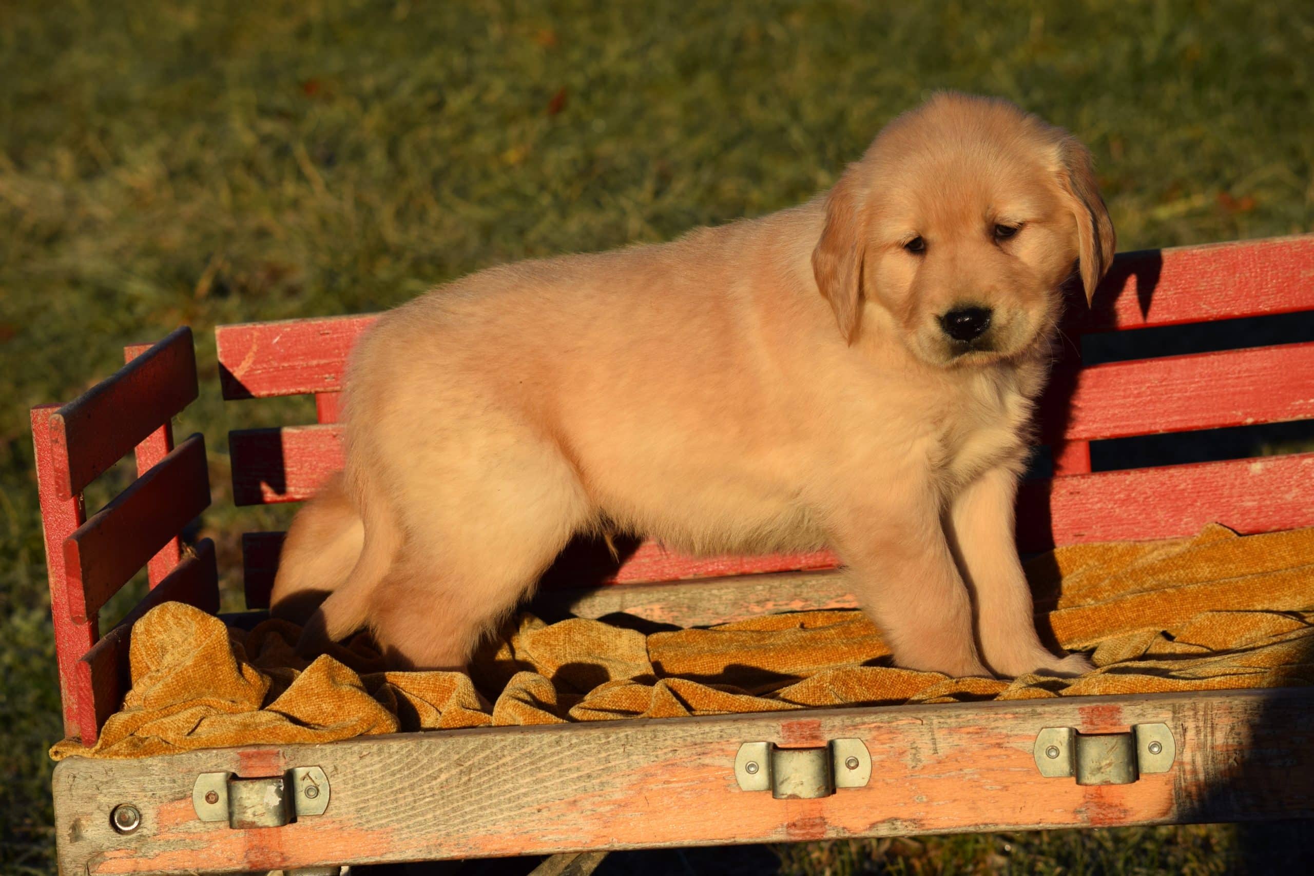 AKC Registered Golden Retriever Puppy For Sale Male Tommy Millersburg ...