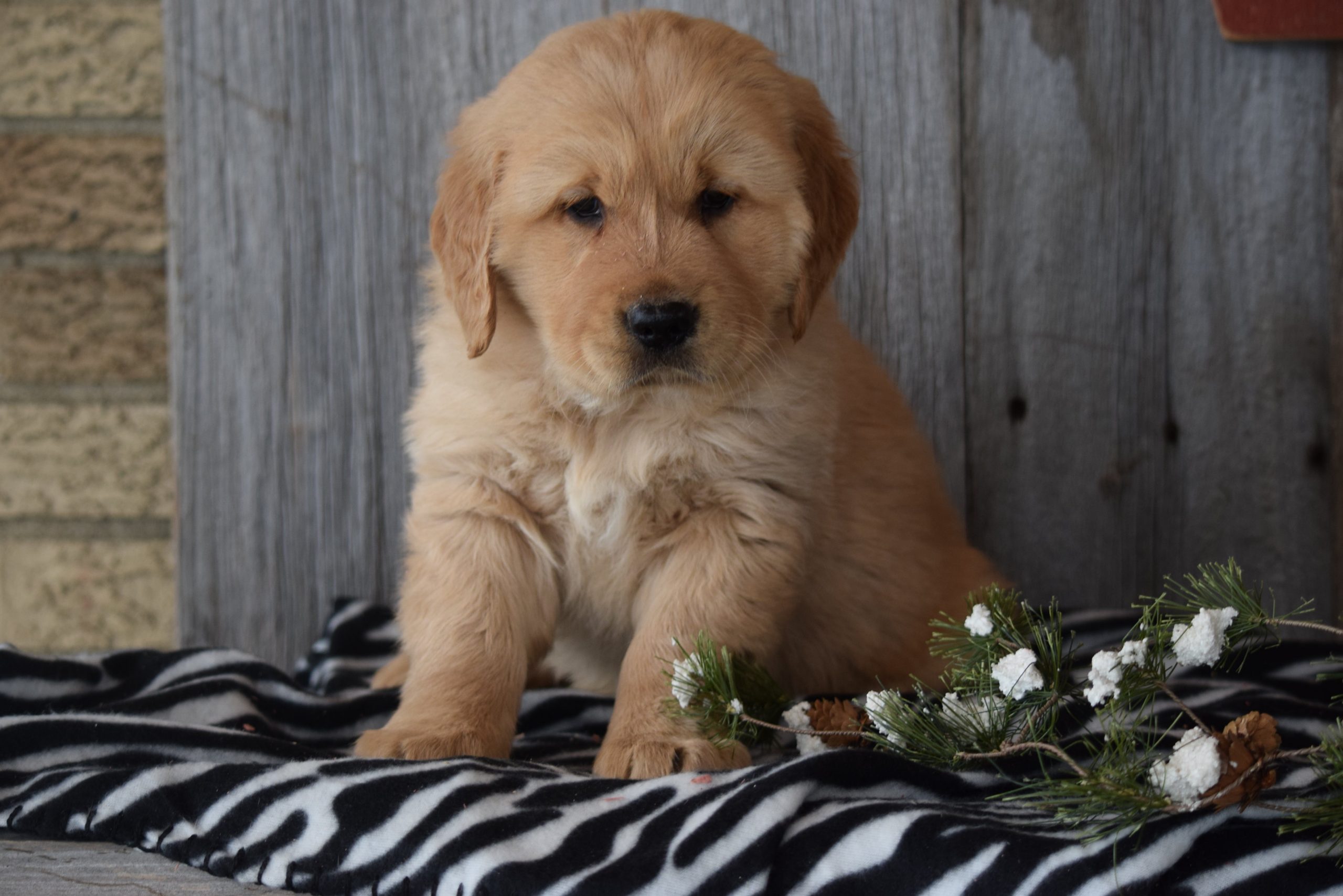 Akc Registered Golden Retriever Puppy For Sale Sugarcreek Ohio Male Vi ...