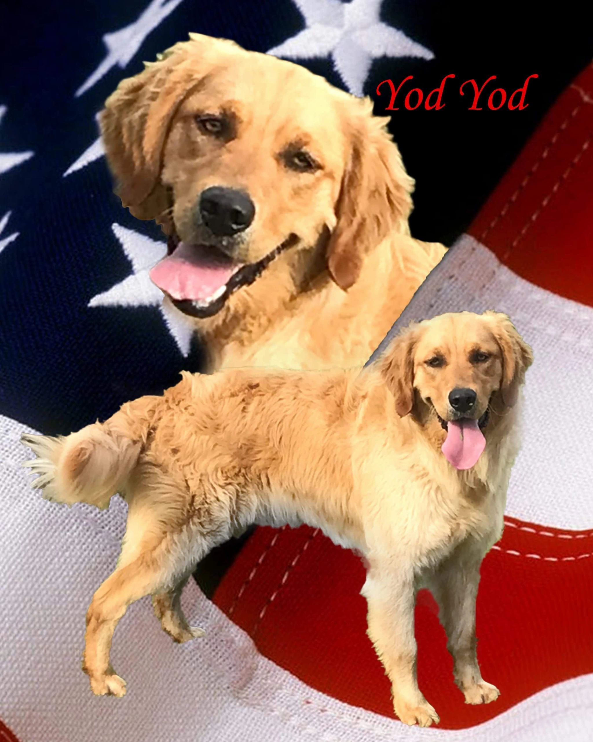 American Golden Retriever Puppies