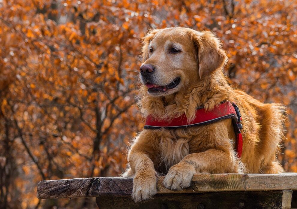 Are Golden Retrievers Good Guard Dogs?