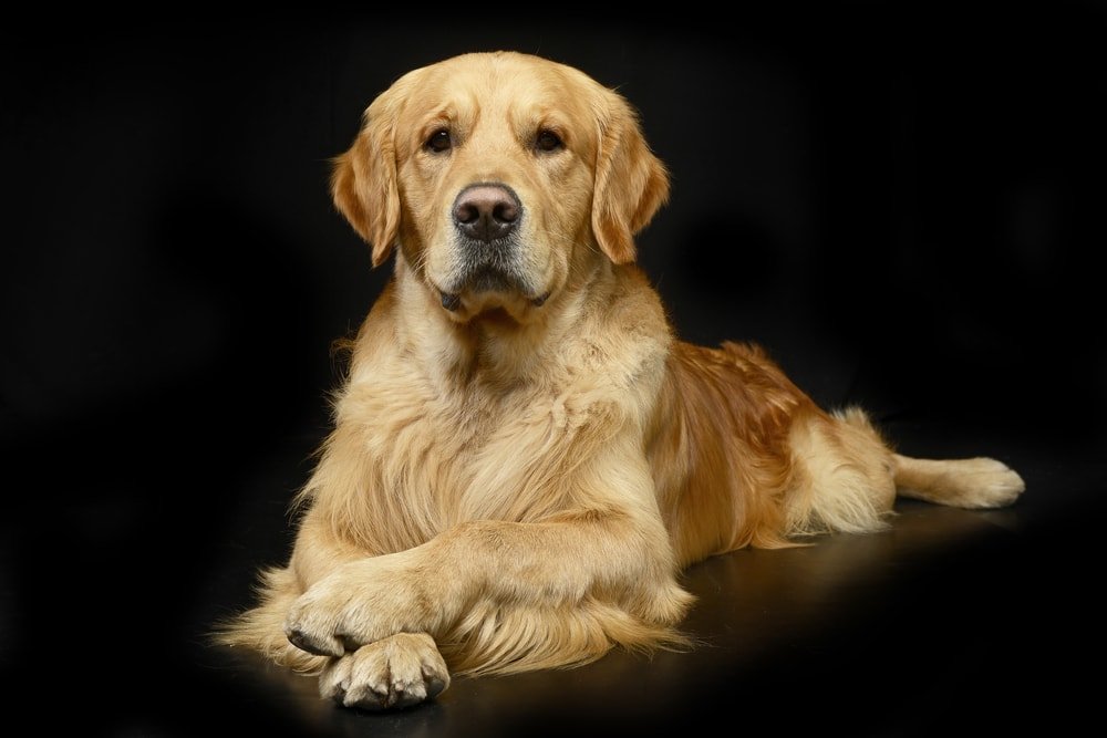 Are Golden Retrievers Hypoallergenic? Do They Shed a Lot ...