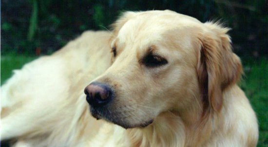 At What Age Should I Begin Giving My Golden Retriever a ...