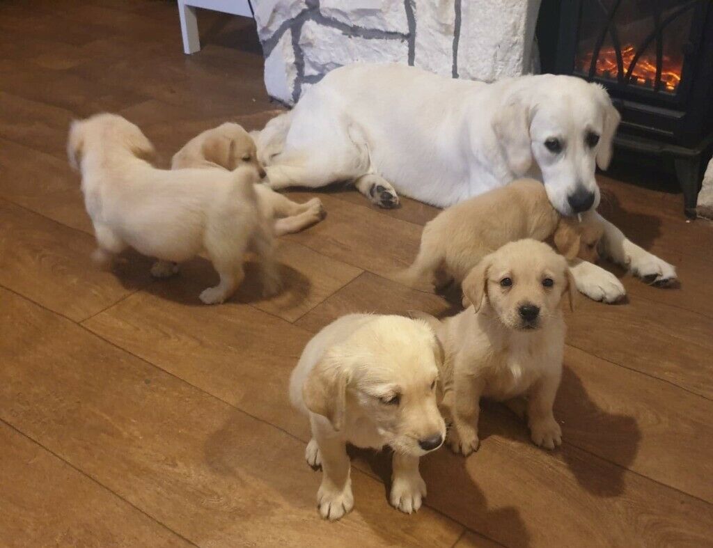 Beautiful Golden Retriever x Labrador Puppies