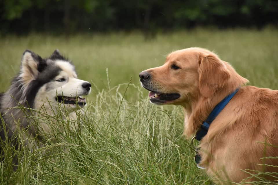 Best Companion Dogs For Golden Retrievers To Get Along With