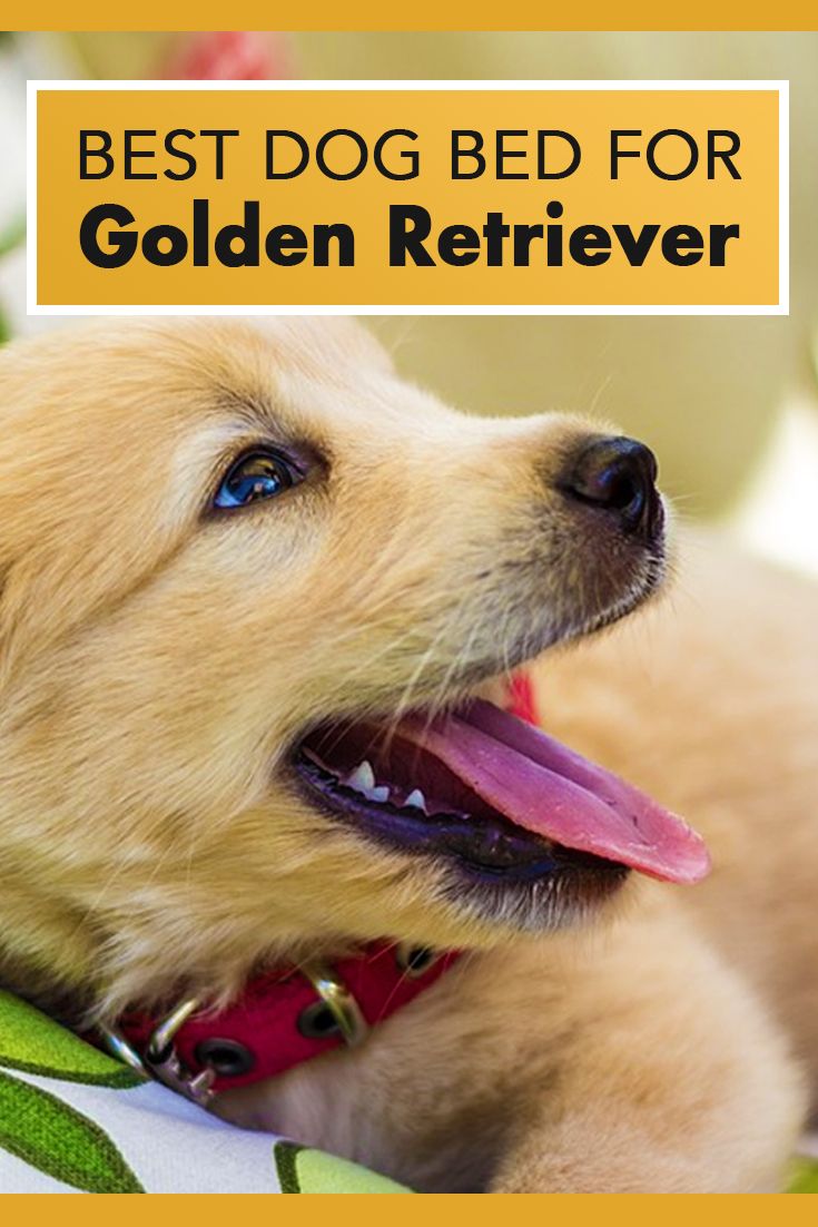 Best Dog Bed for Golden Retrievers