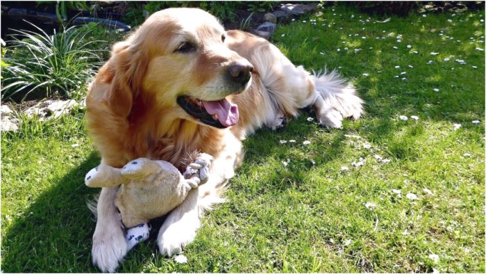 best dog food for itchy golden retriever