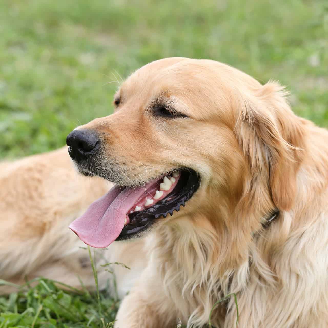 Best Food For Adult Golden Retrievers (And What Not To ...