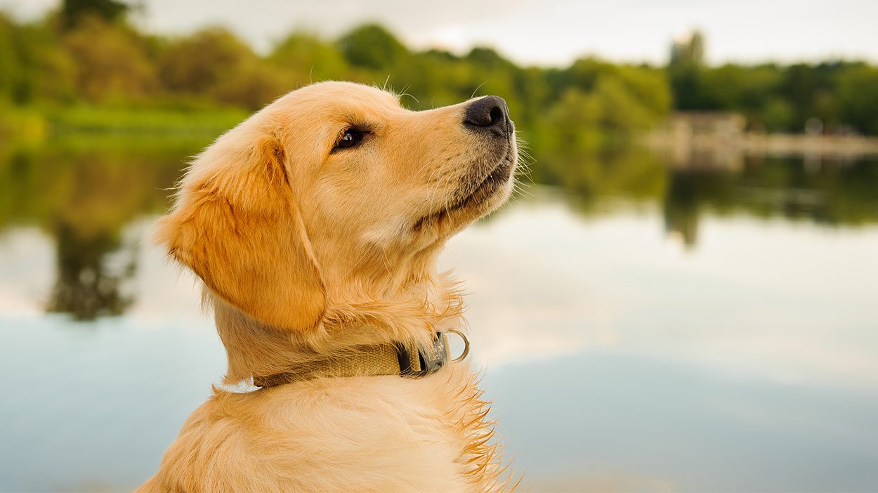 Best Food For Golden Retriever Puppy Dogs