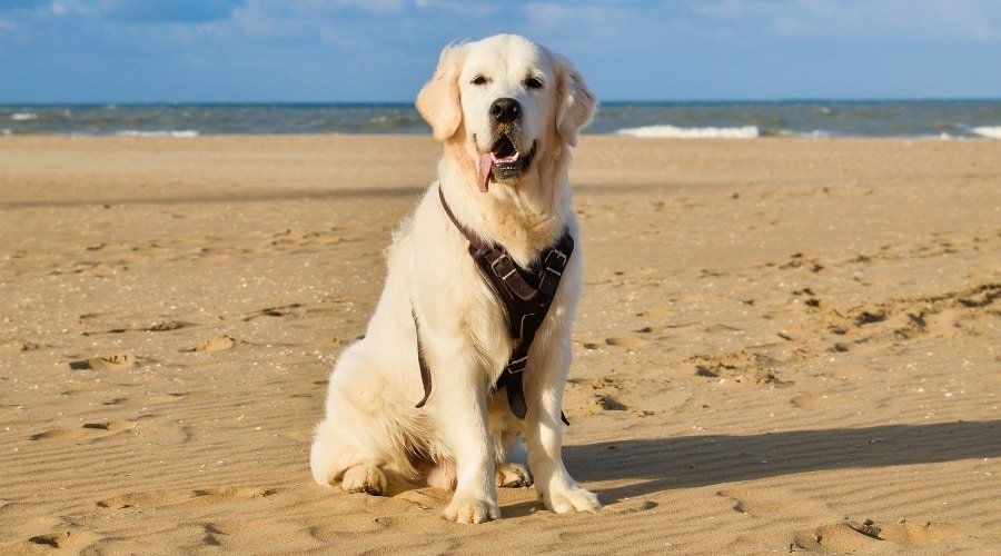 Best Harnesses for Golden Retrievers: Ratings, Reviews ...