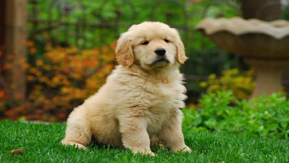 Best Places to Buy Golden Retriever Puppies (2020)