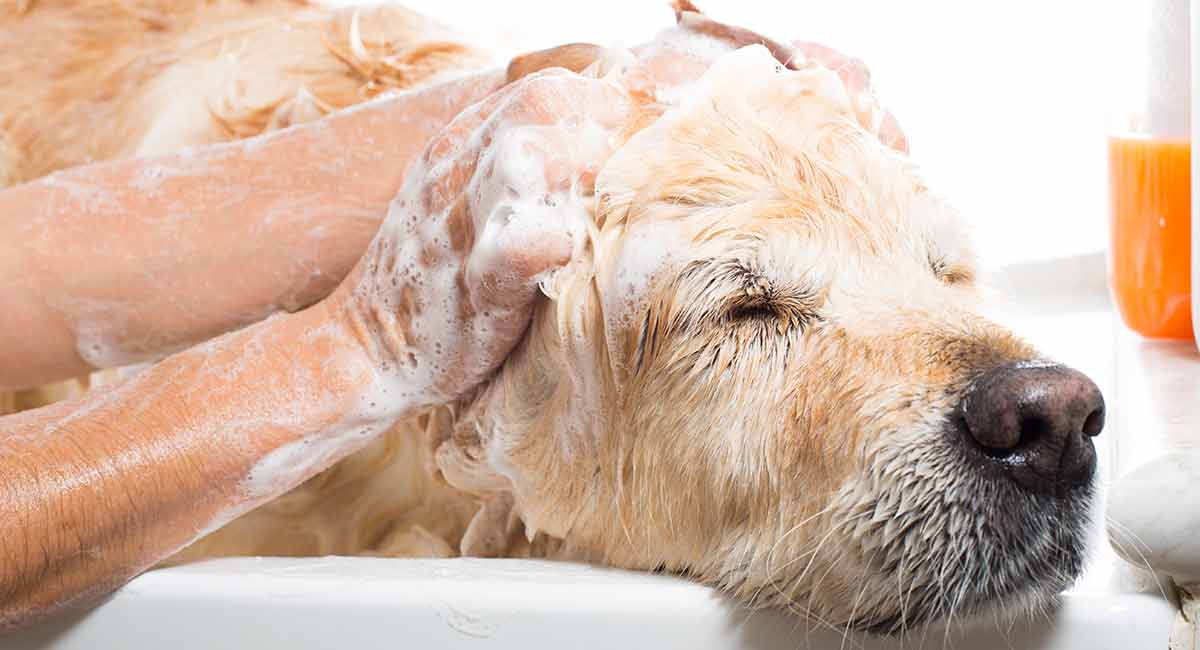 Best Shampoo For Golden Retrievers And Their Glossy Coats