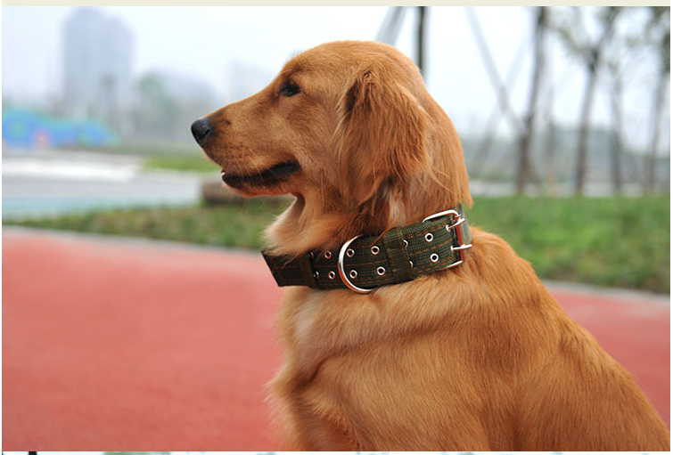 Big Dog Collar Golden Retriever Rottweiler For Large Dog ...
