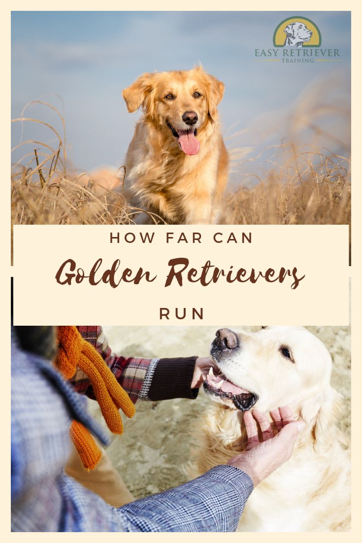 Can Golden Retrievers Run Long Distances