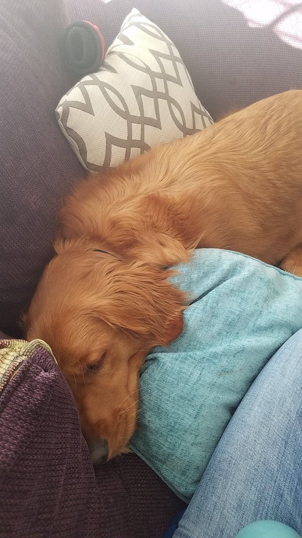 Can I keep a Golden Retriever all alone in the house?
