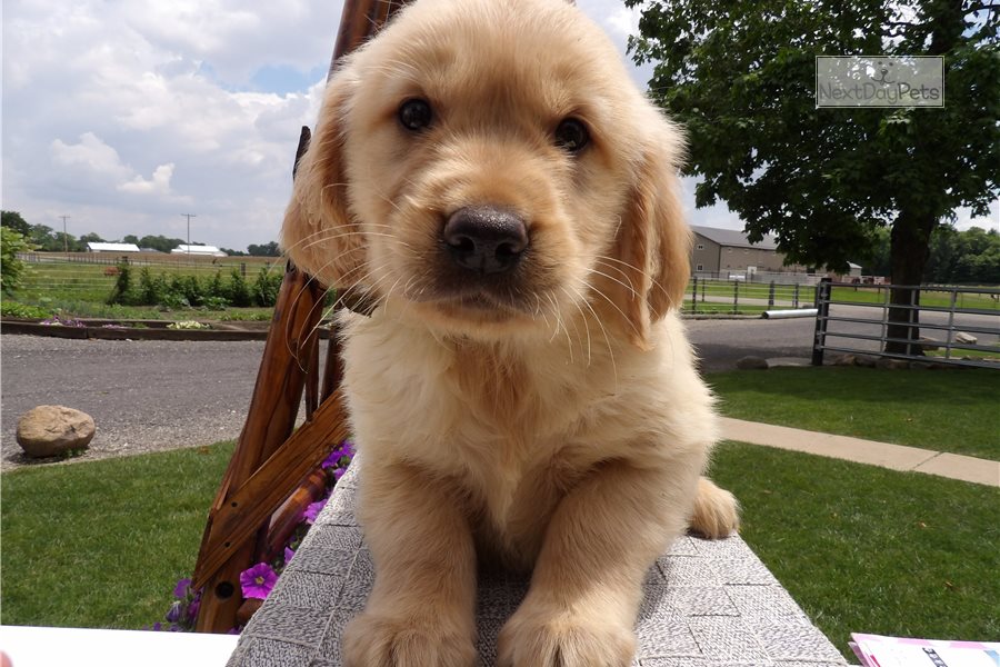 Diamond: Golden Retriever puppy for sale near Huntington