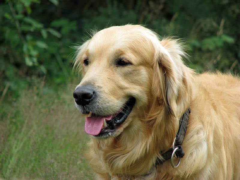Do Golden Retrievers Drool? (What It Means & When To Worry ...