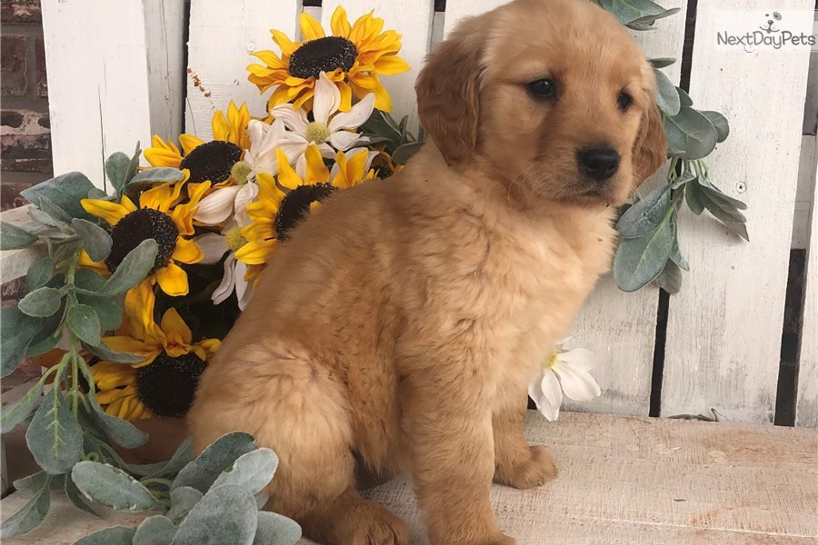 Dumplin: Golden Retriever puppy for sale near Oklahoma City, Oklahoma ...