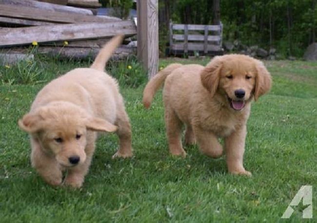 english cream golden retriever puppies for sale in iowa ...