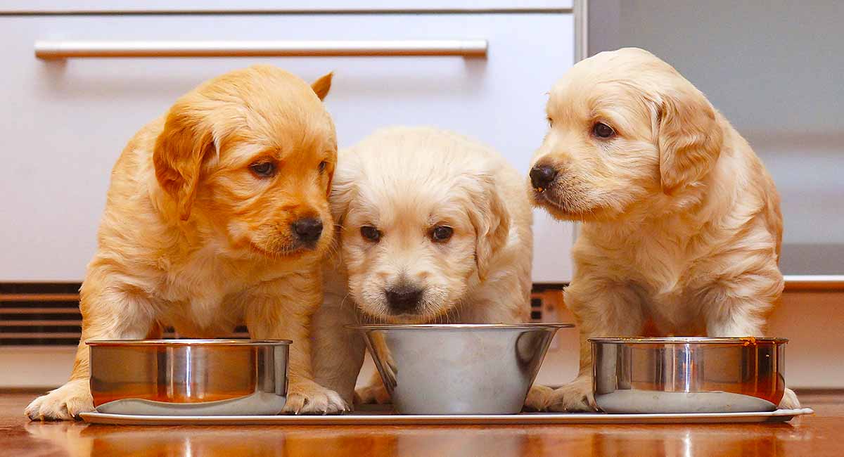 Feeding a Golden Retriever Puppy: Your Goldie Feeding Guide