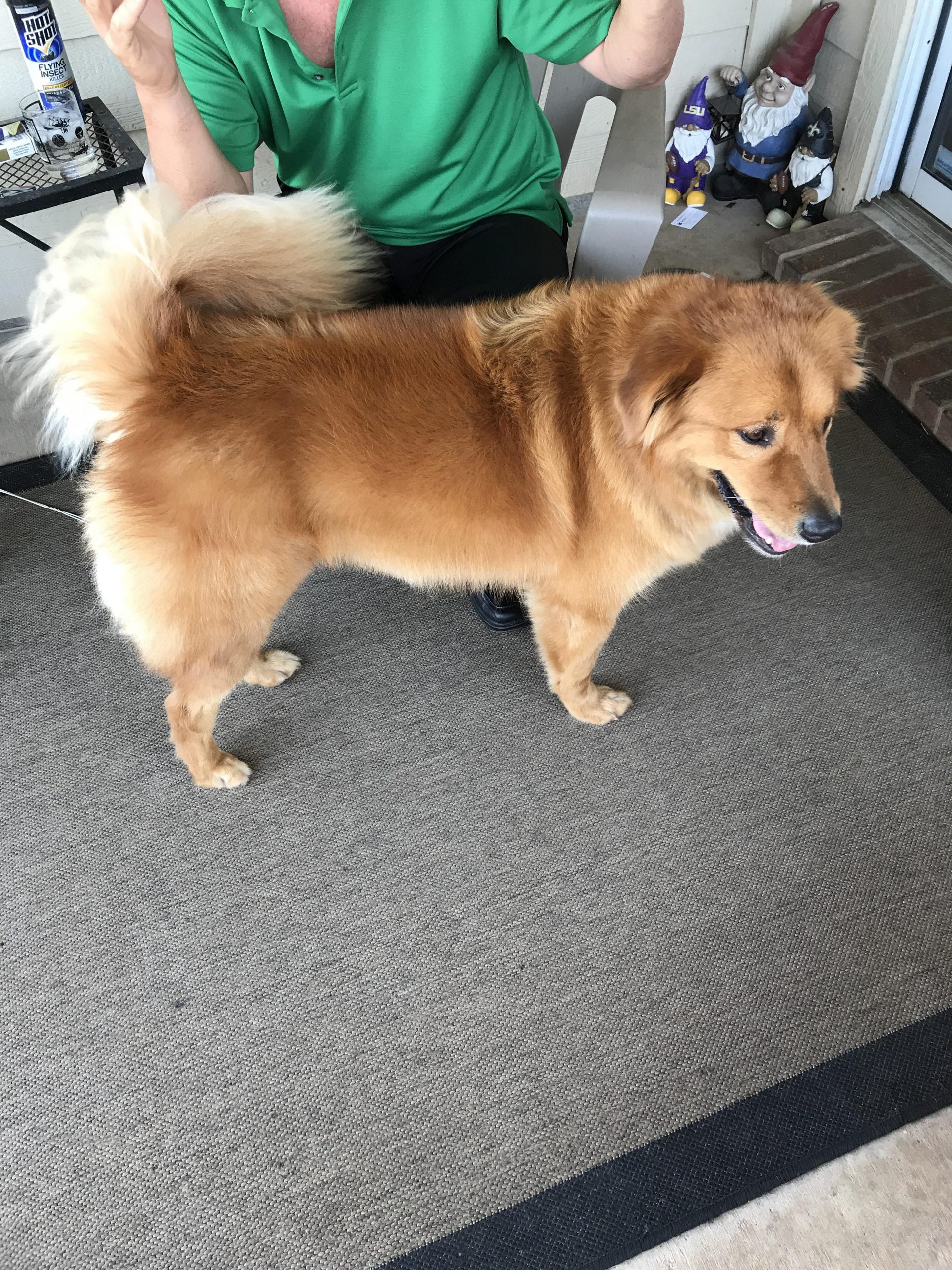 Golden Chow Mix Puppies For Sale. Golden Retriever Puppies for Sale ...