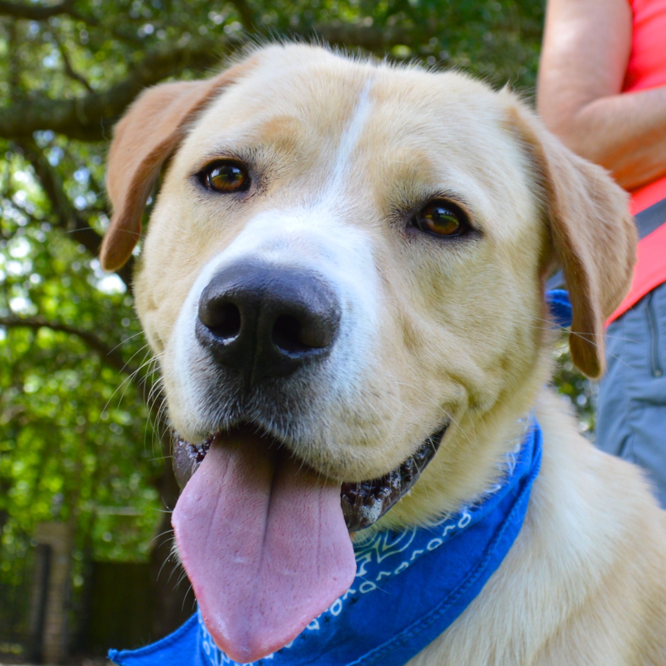 Golden Pyrenees dog for Adoption in Lafayette, LA. ADN ...