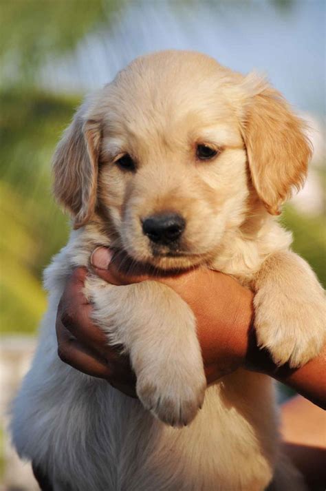 Golden Retriever Club puppies for sale  find the best responsible ...