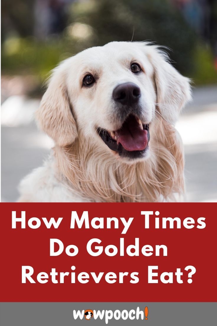 Golden Retriever Dog Breed Information, Pictures ...