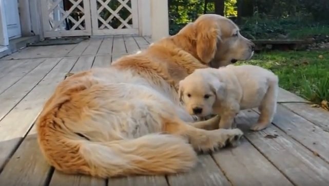 Golden Retriever Dog Family