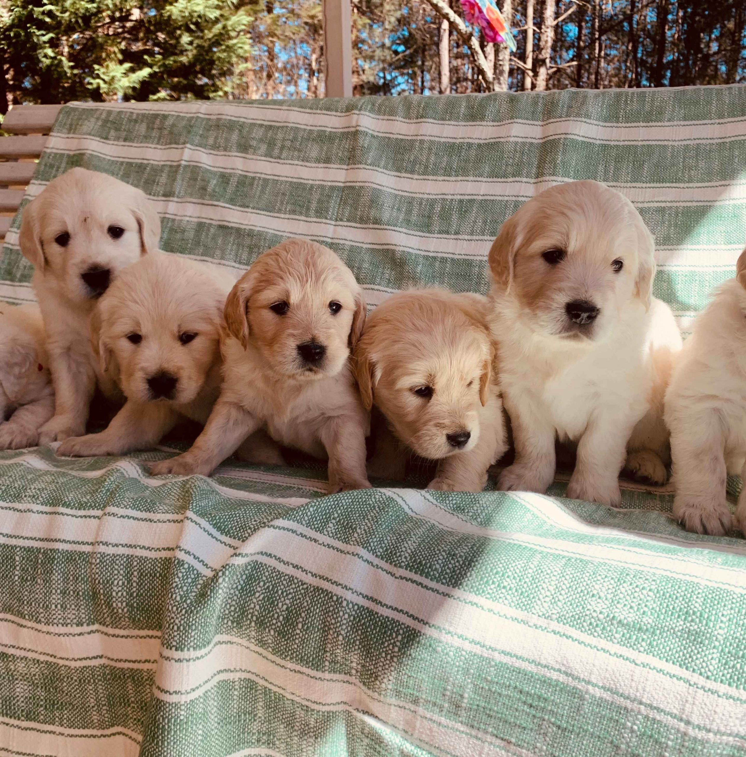 Golden Retriever Dogs For Sale In Nc