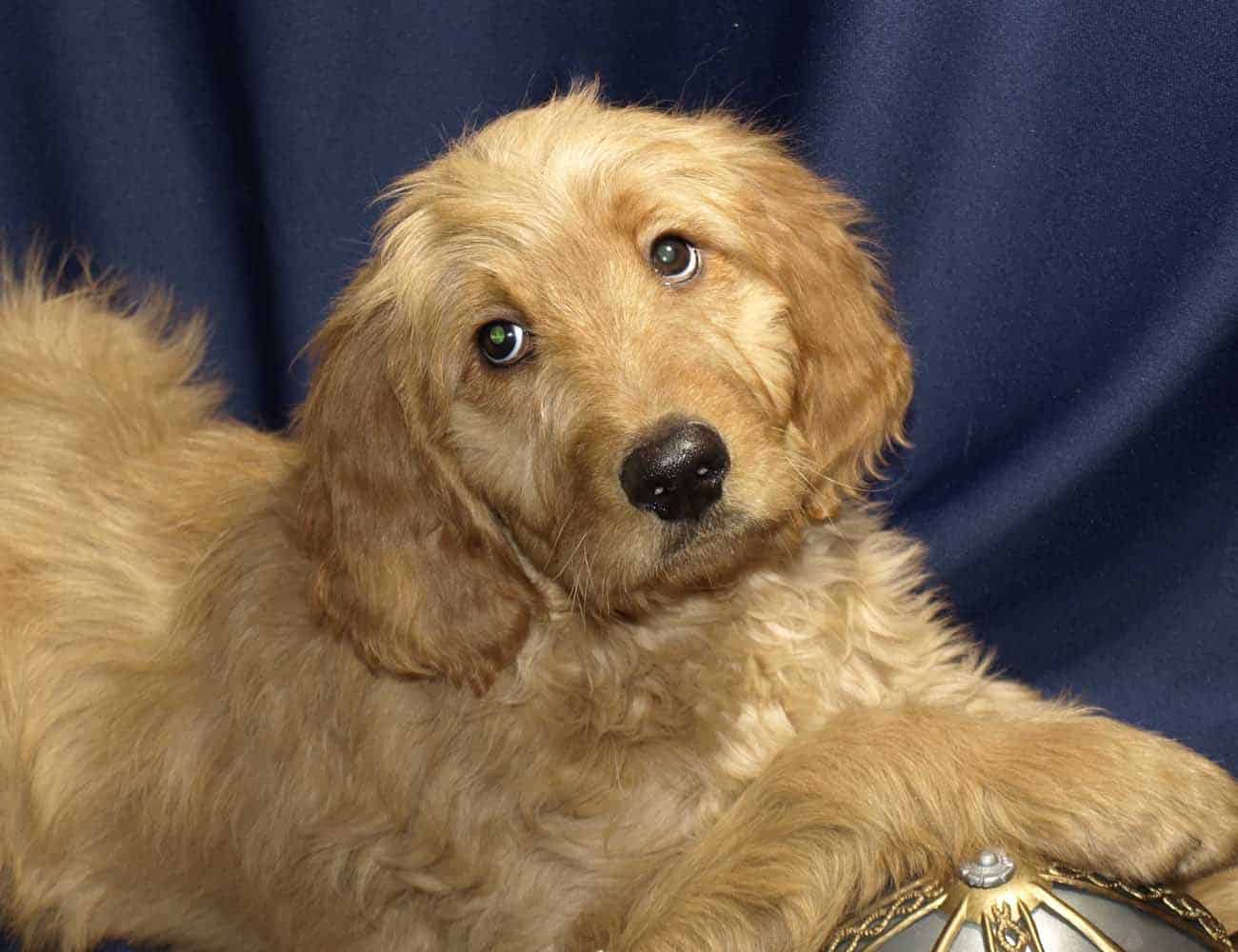 Golden Retriever Goldendoodle Mix Dog Breed