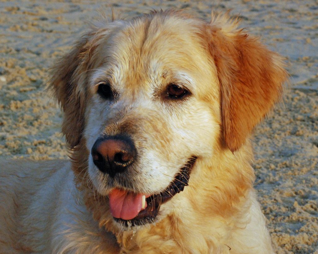 Golden Retriever, great family dog