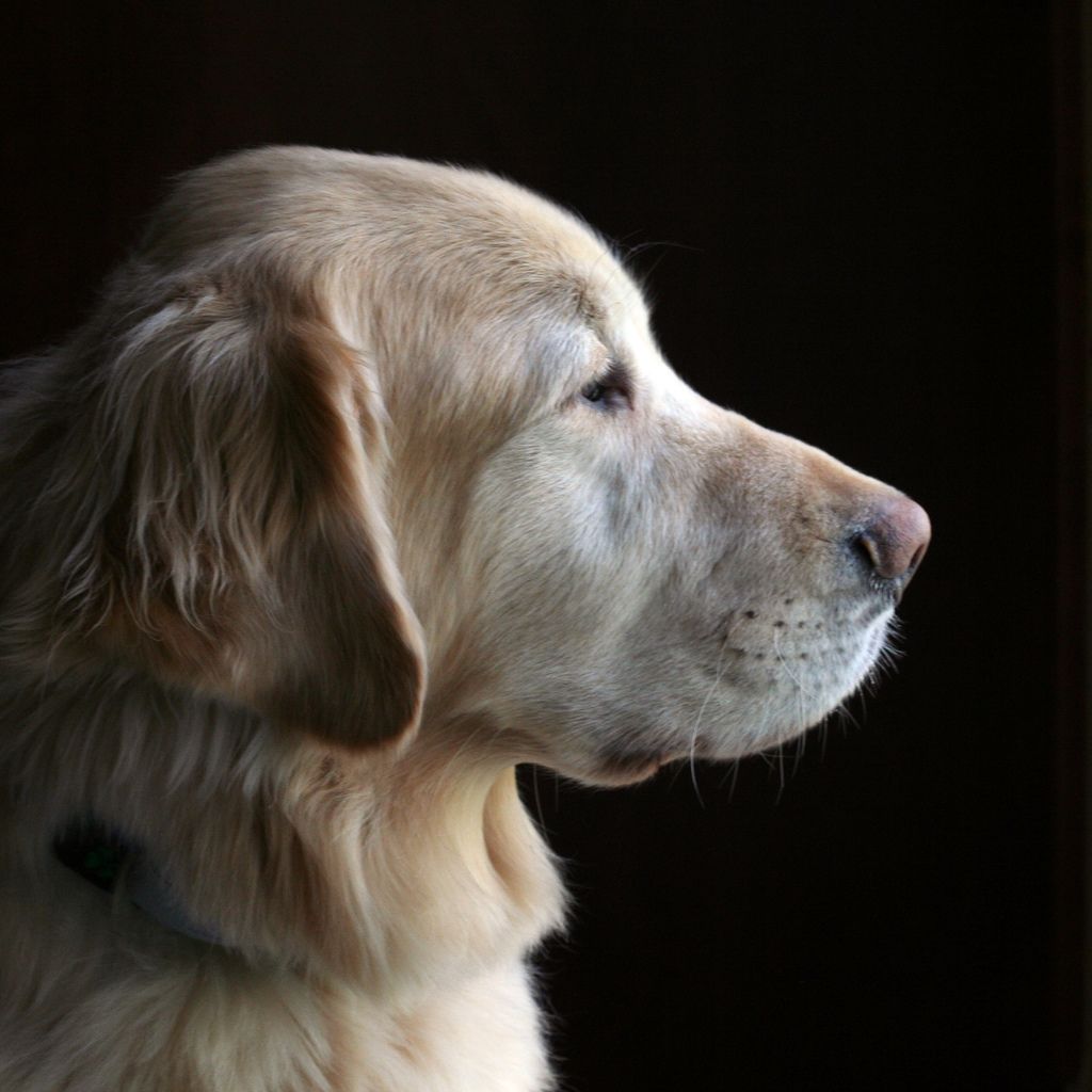 Golden Retriever, great family dog