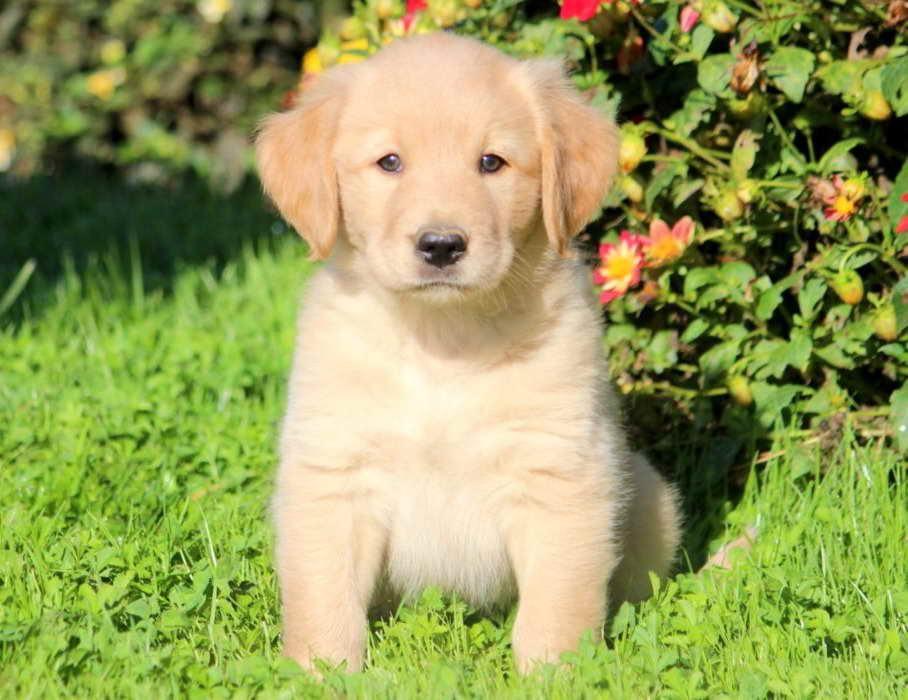 Golden Retriever Lab Mix Puppies For Sale