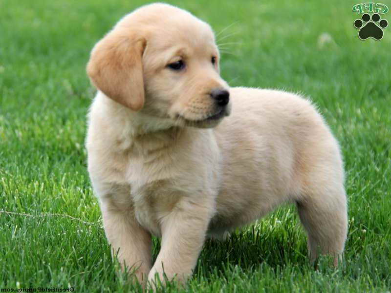 Golden Retriever Labrador Mix Puppies For Sale