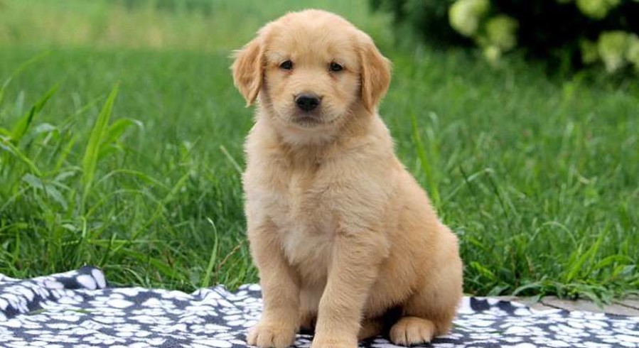 Golden Retriever.Meet Erie a Puppy for Adoption.