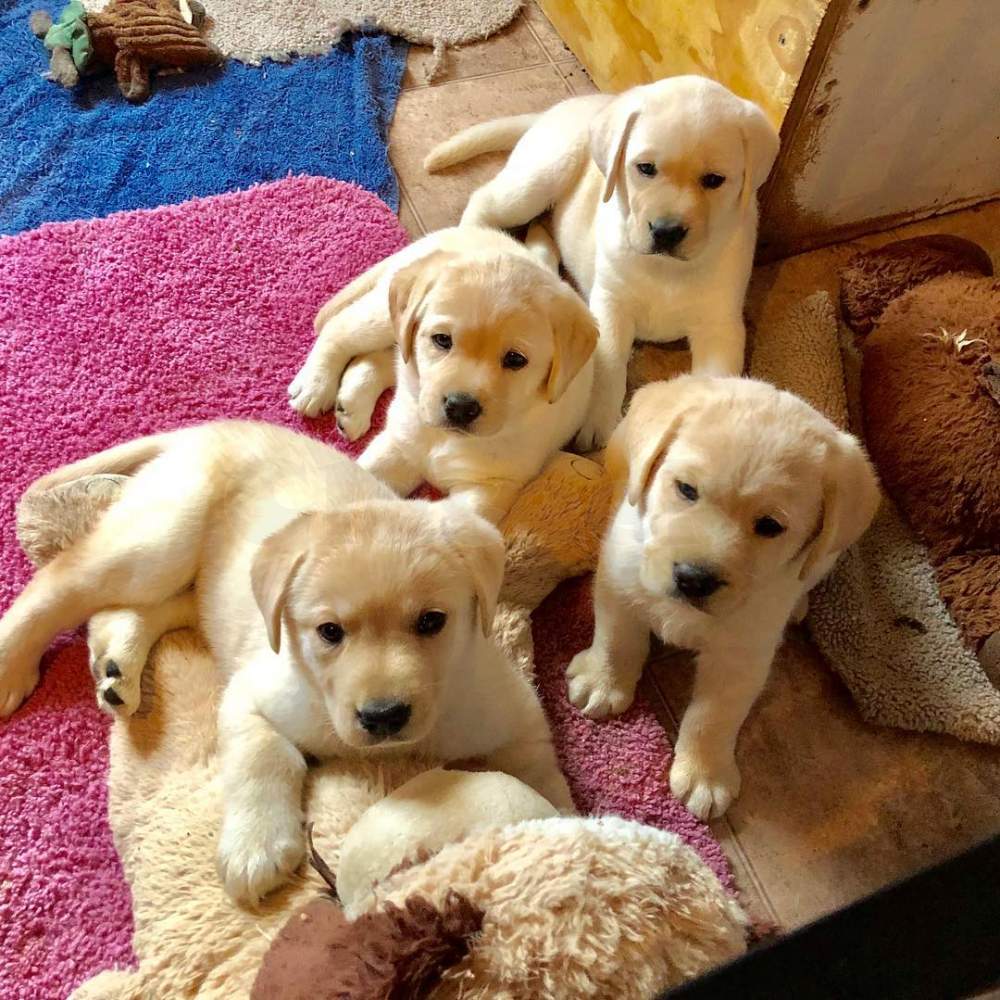 golden retriever puppies available for free adoption ...